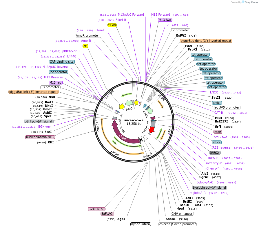 120352-plasmid-map-sequence-id-237238