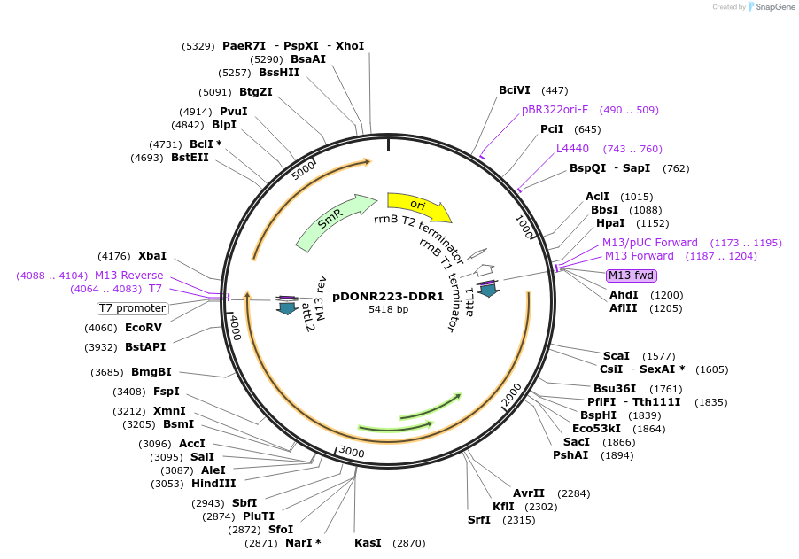 23910-plasmid-map-sequence-id-237240