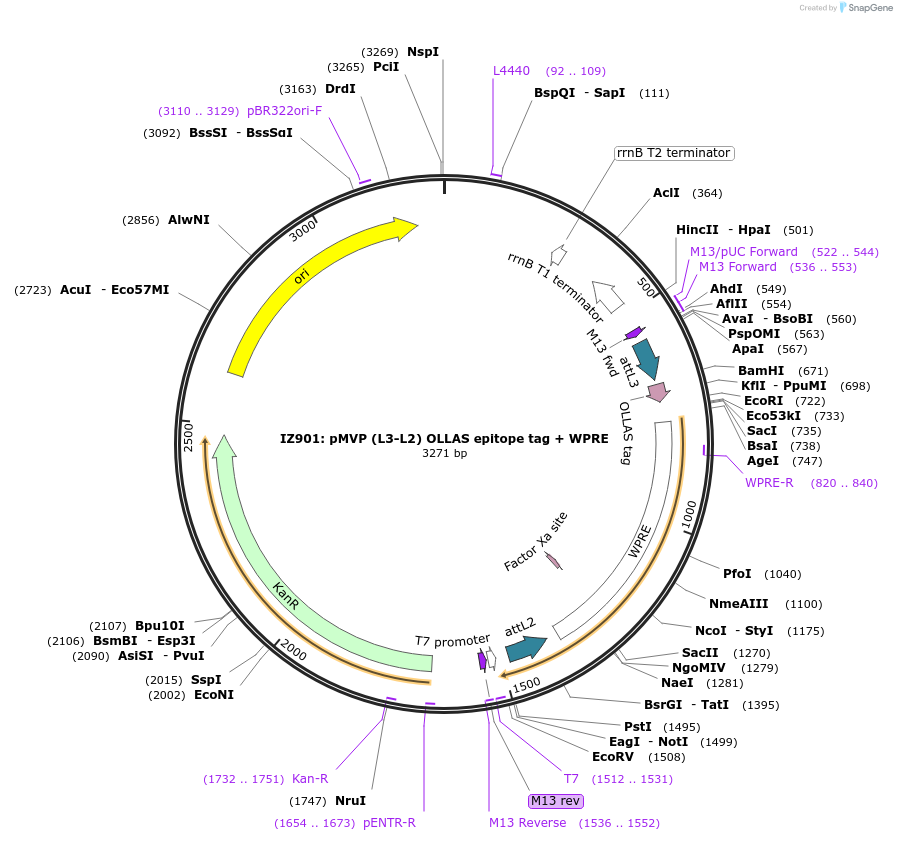 121759-plasmid-map-sequence-id-237241