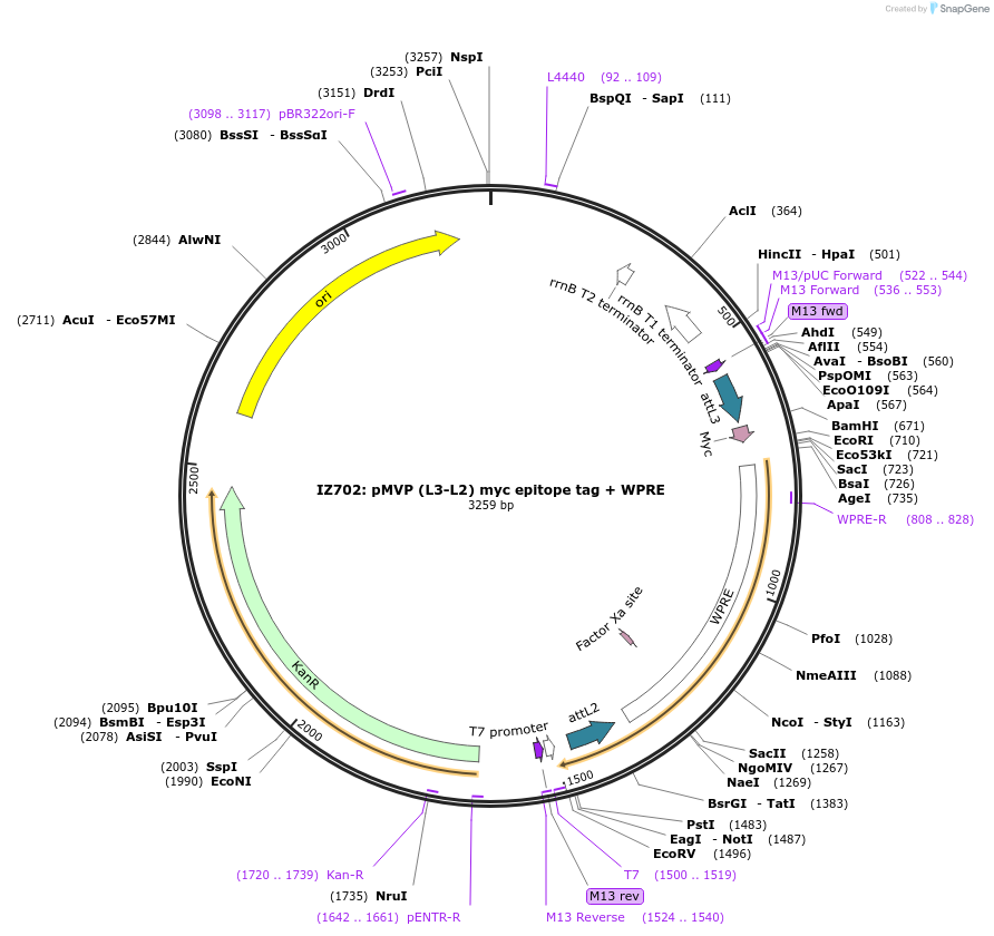 121760-plasmid-map-sequence-id-237242
