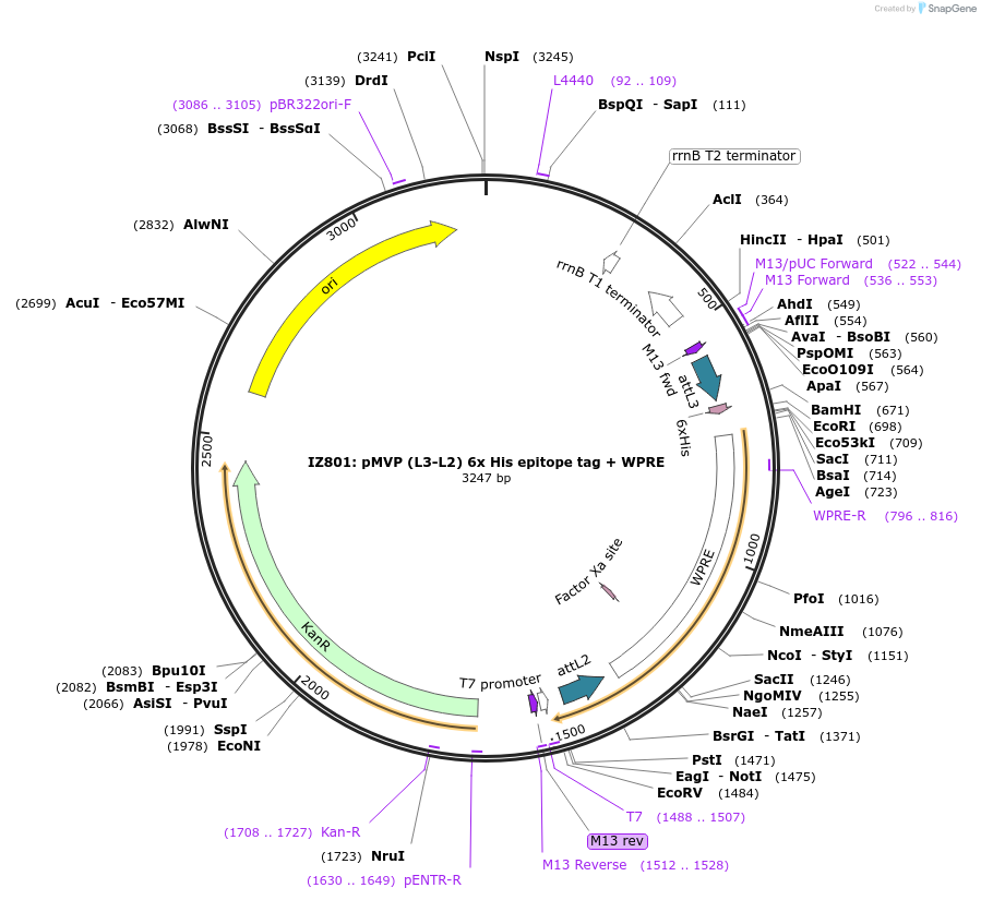 121761-plasmid-map-sequence-id-237243
