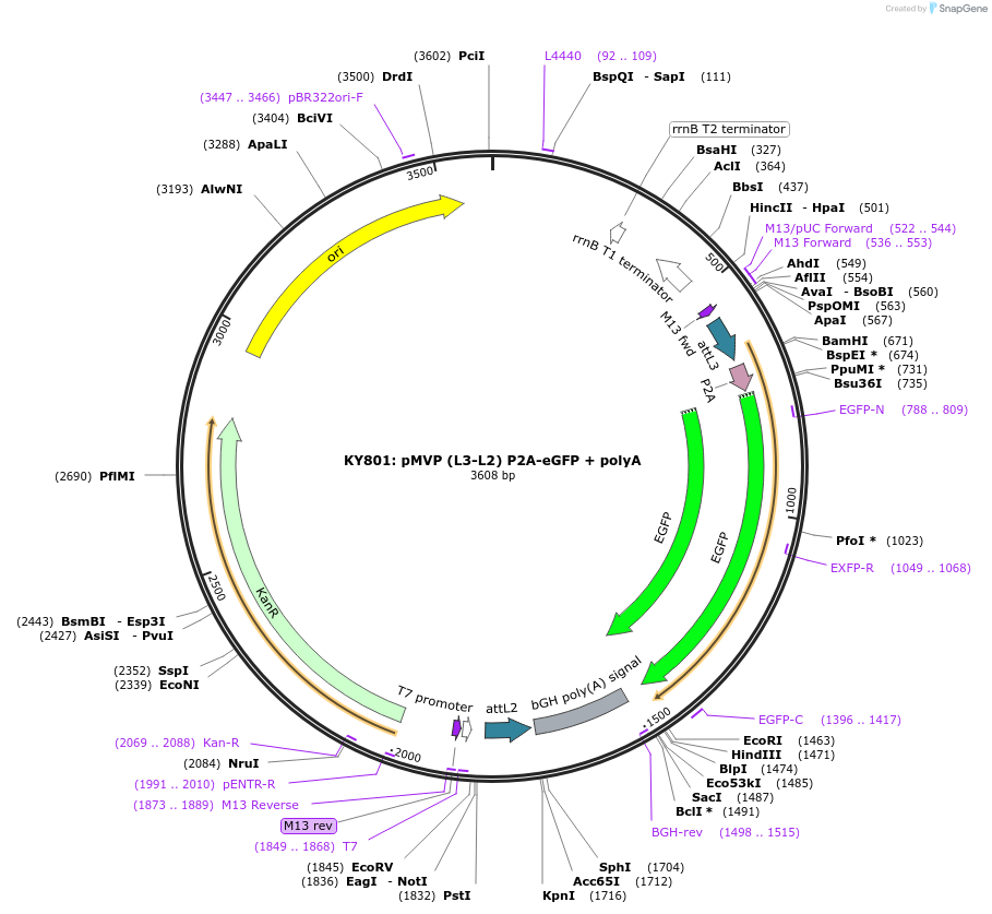 121764-plasmid-map-sequence-id-237247
