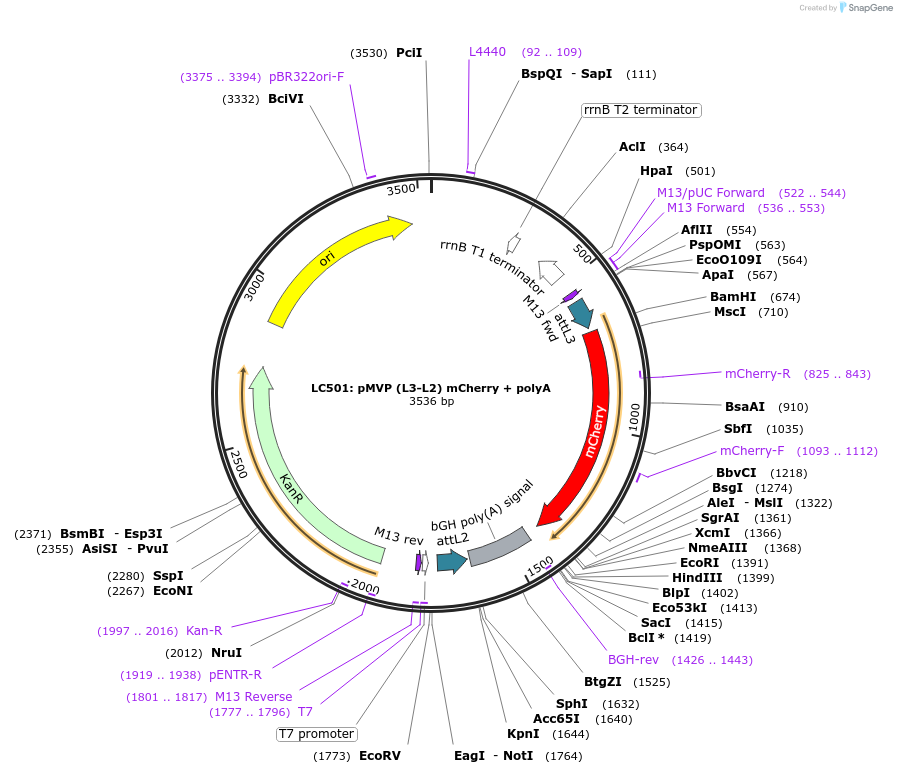 121765-plasmid-map-sequence-id-237249