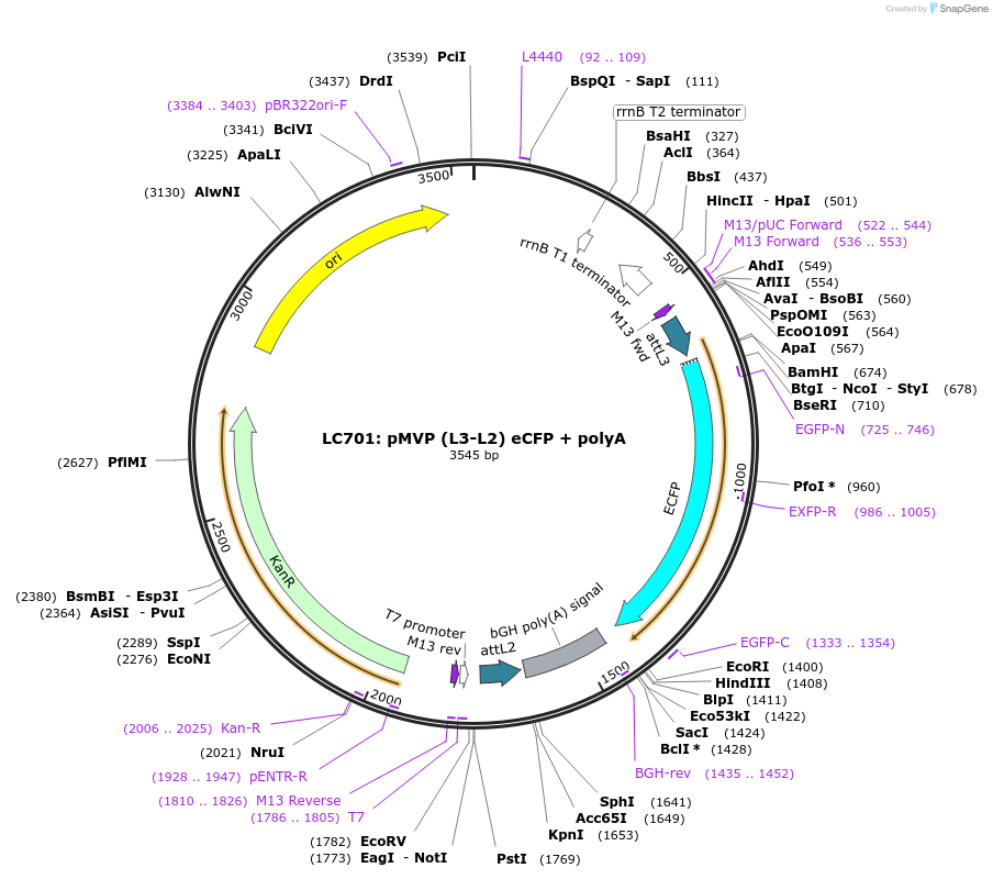 121767-plasmid-map-sequence-id-237261