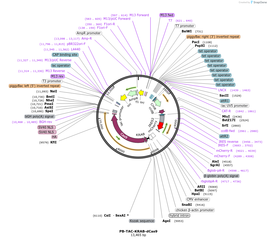 120355-plasmid-map-sequence-id-237262