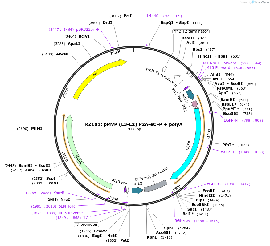 121768-plasmid-map-sequence-id-237263