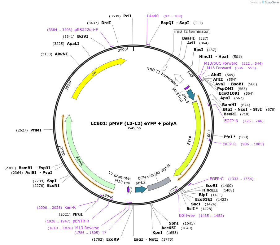 121769-plasmid-map-sequence-id-237264