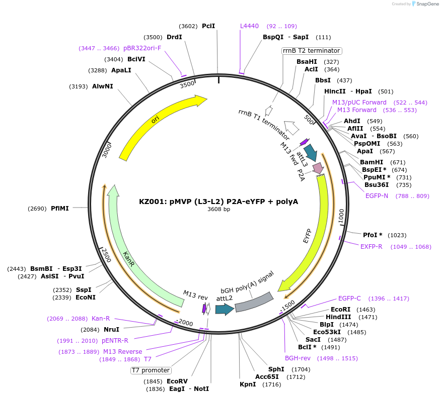 121770-plasmid-map-sequence-id-237265