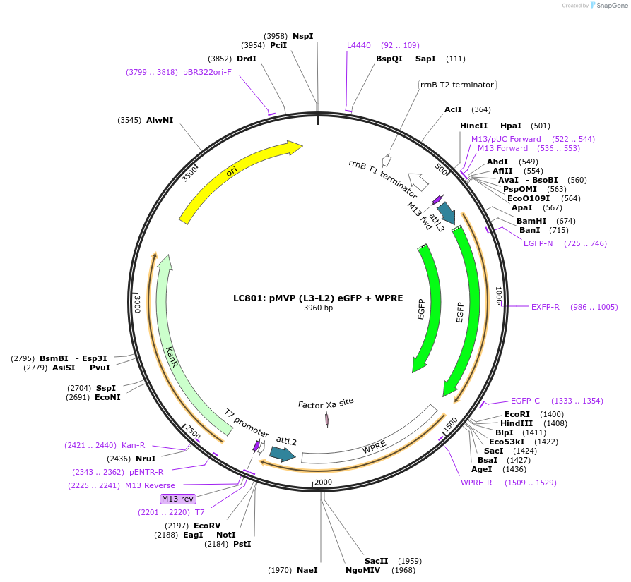 121771-plasmid-map-sequence-id-237266
