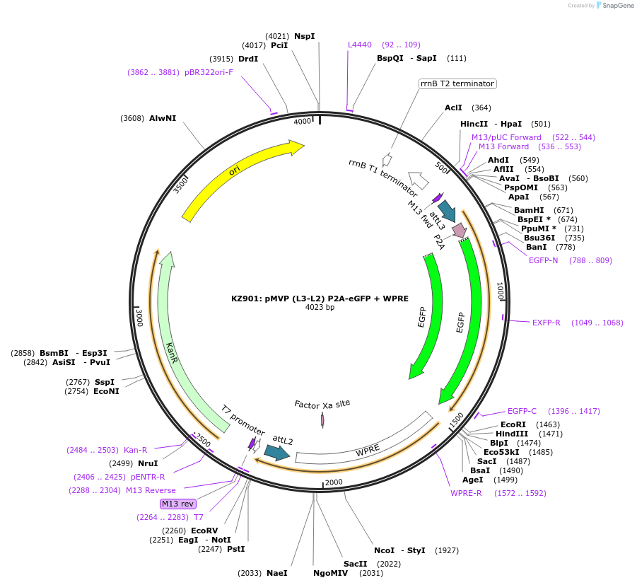 121772-plasmid-map-sequence-id-237267