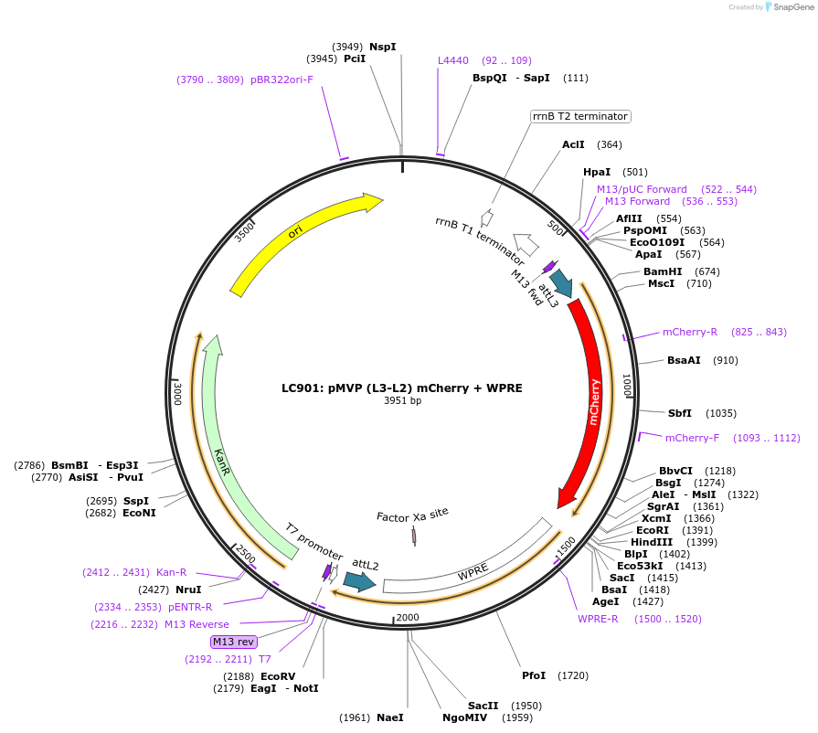 121773-plasmid-map-sequence-id-237268