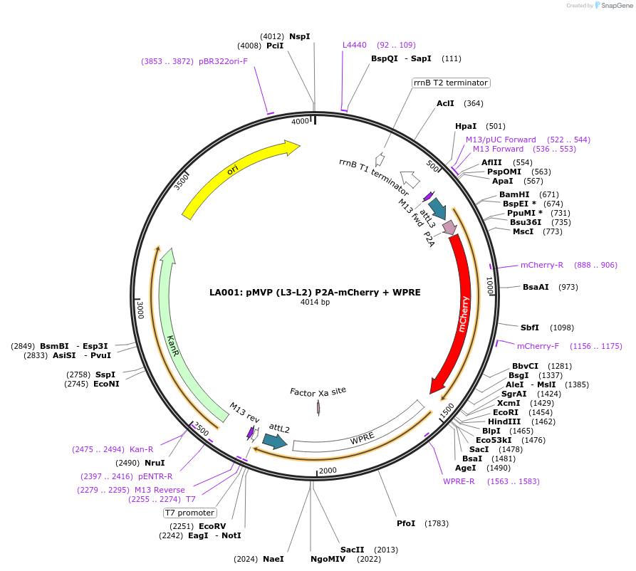 121774-plasmid-map-sequence-id-237269