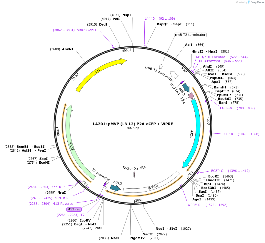 121776-plasmid-map-sequence-id-237272