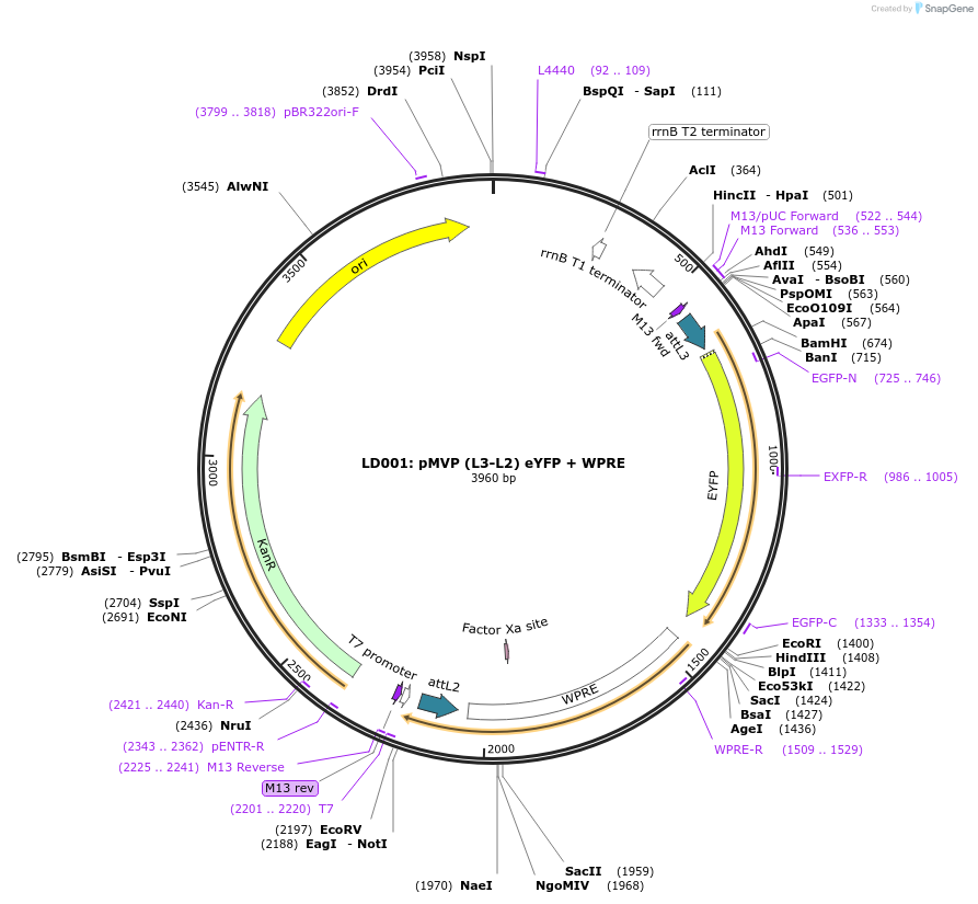 121777-plasmid-map-sequence-id-237273