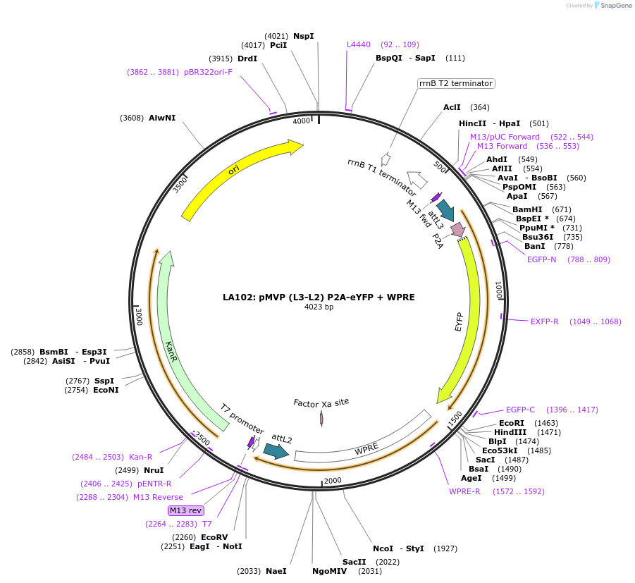 121778-plasmid-map-sequence-id-237274