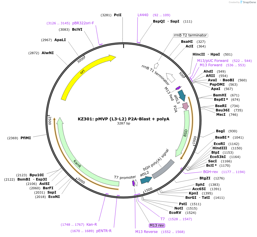 121779-plasmid-map-sequence-id-237275