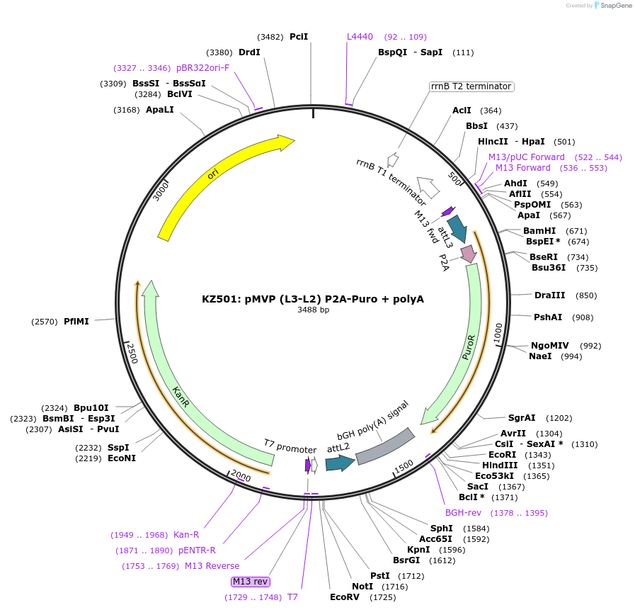 121780-plasmid-map-sequence-id-237276