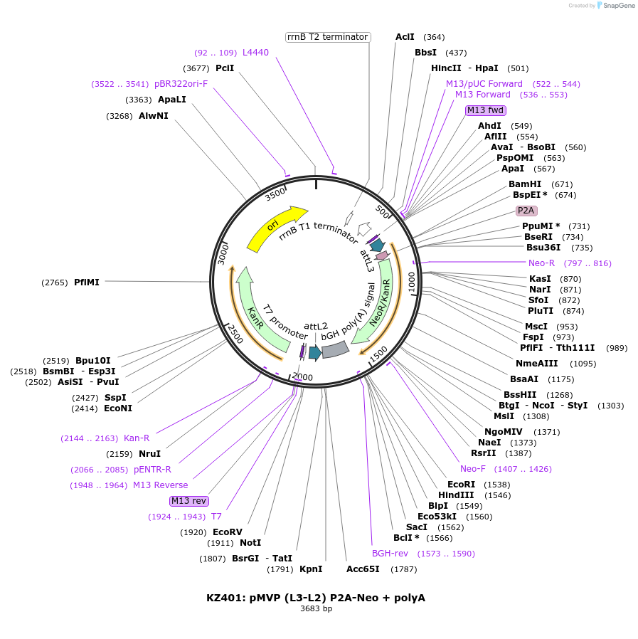 121781-plasmid-map-sequence-id-237277