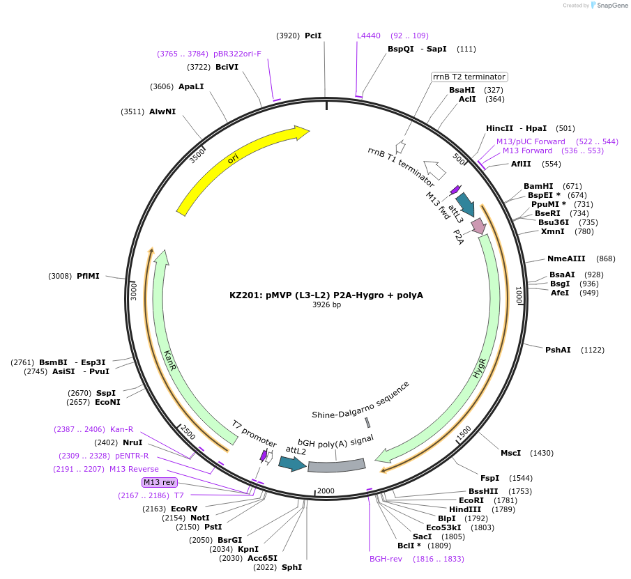 121782-plasmid-map-sequence-id-237278