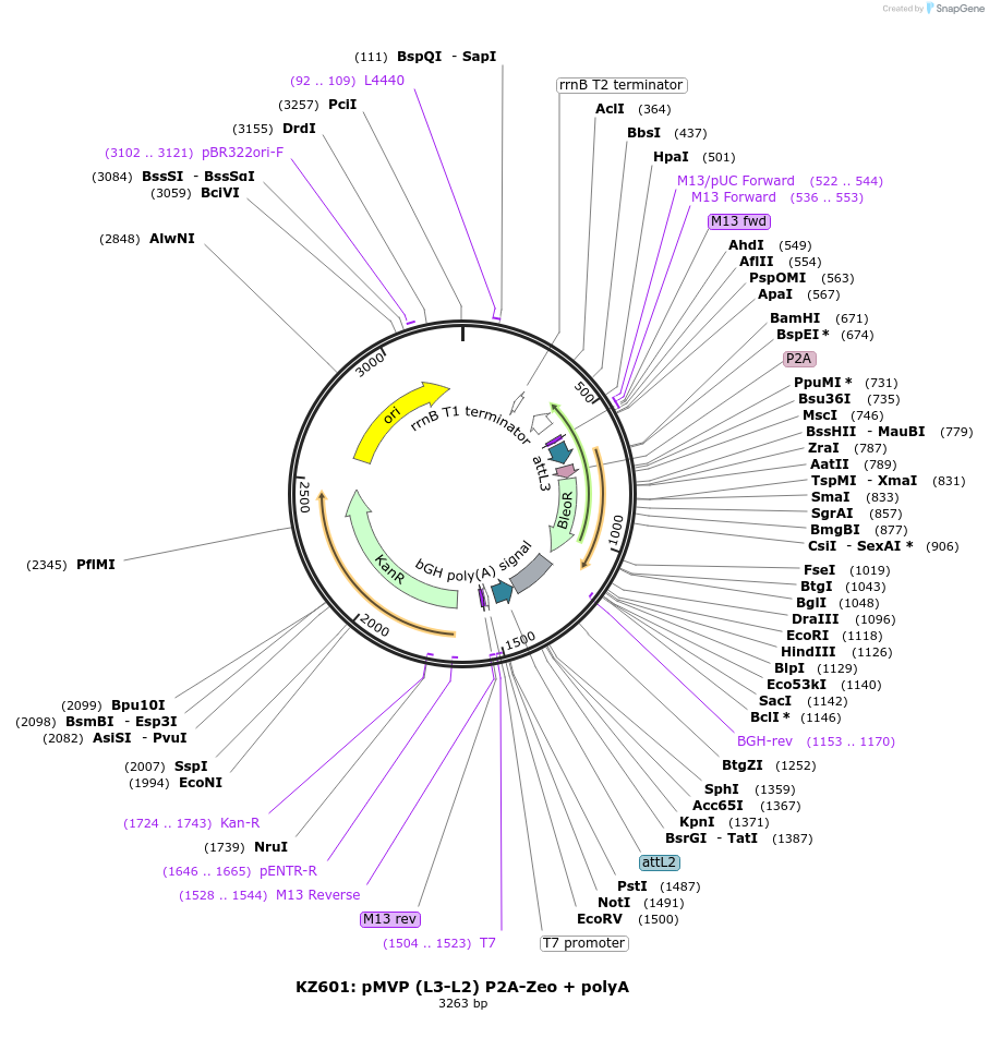 121783-plasmid-map-sequence-id-237280