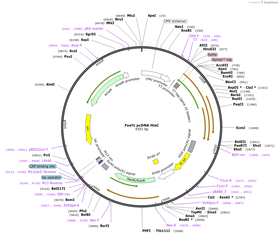 122119-plasmid-map-sequence-id-237281