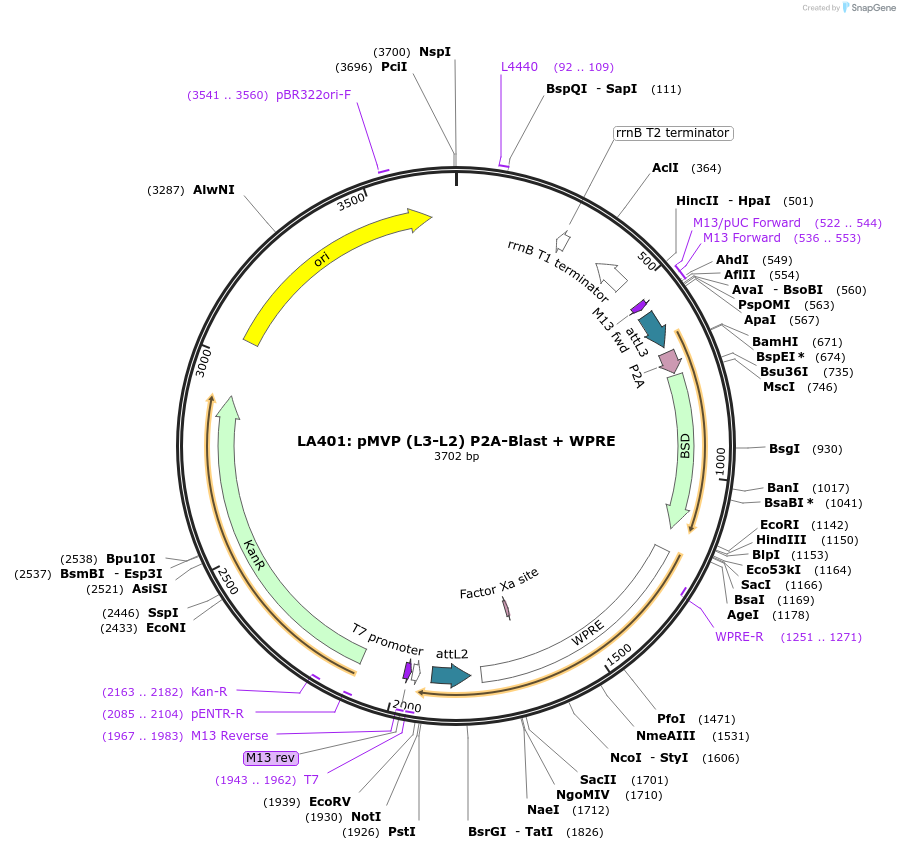 121784-plasmid-map-sequence-id-237282