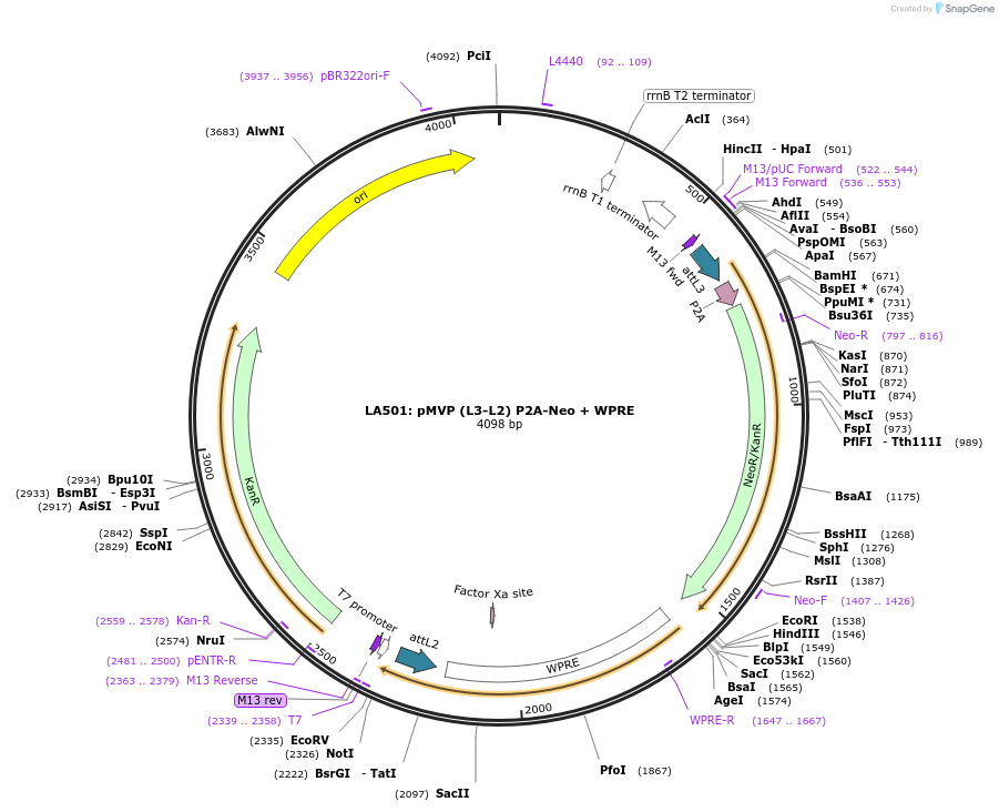 121786-plasmid-map-sequence-id-237284