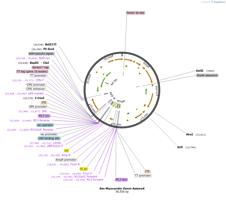 122123-plasmid-map-sequence-id-237285