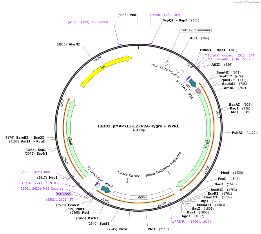 121787-plasmid-map-sequence-id-237287