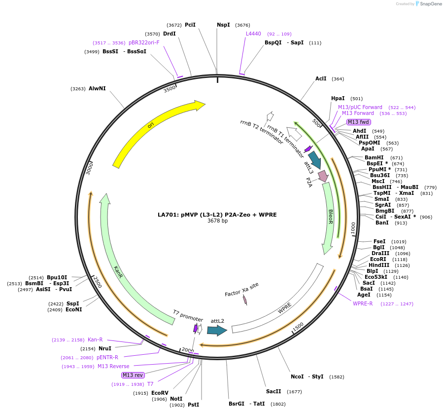 121788-plasmid-map-sequence-id-237288