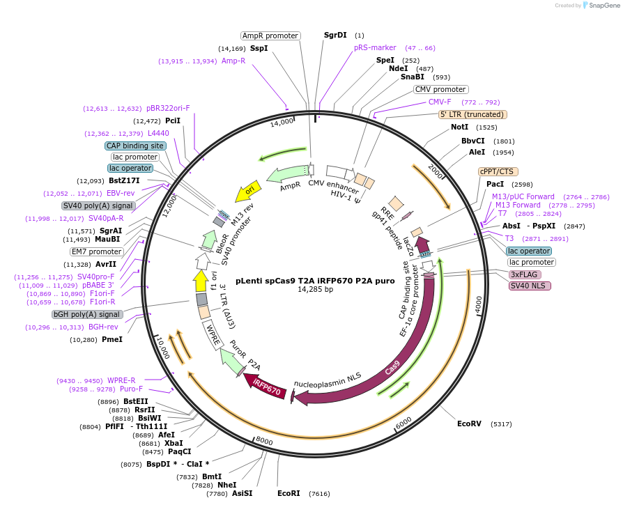122182-plasmid-map-sequence-id-237289