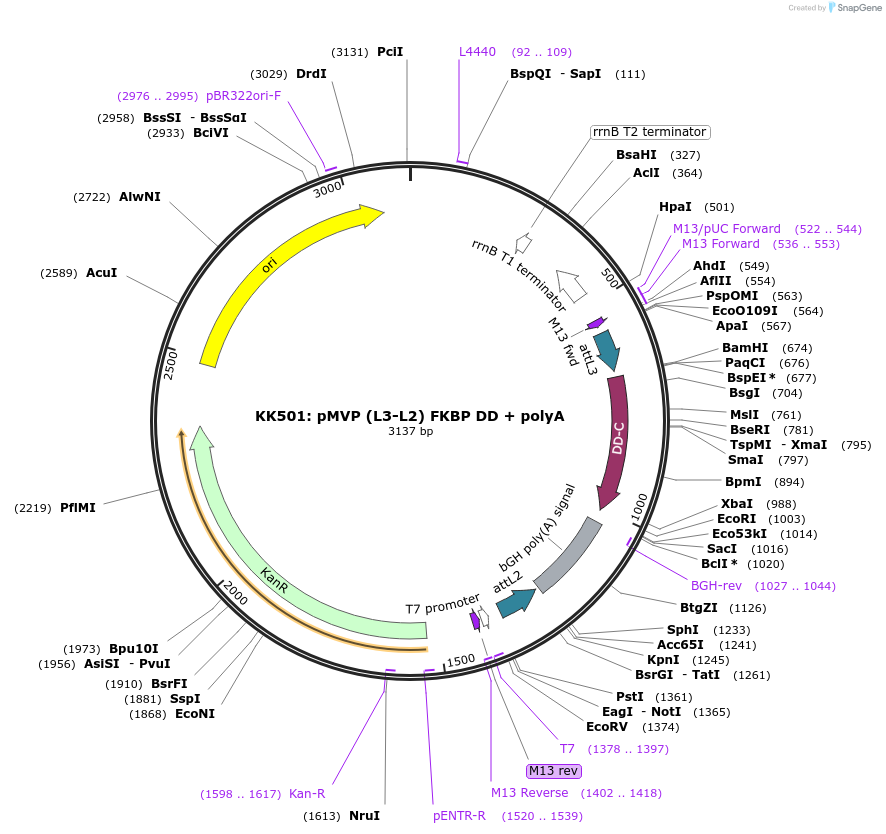 121789-plasmid-map-sequence-id-237290