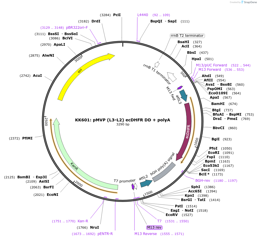 121790-plasmid-map-sequence-id-237291