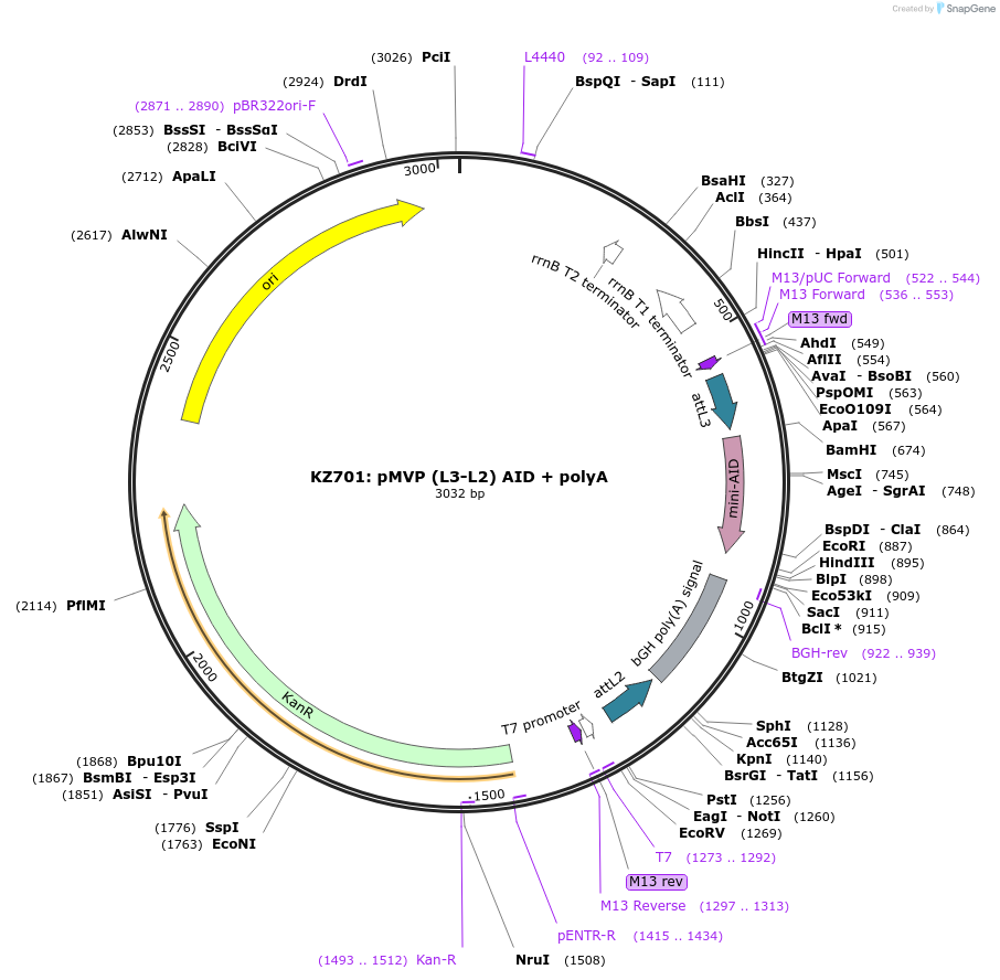 121791-plasmid-map-sequence-id-237292