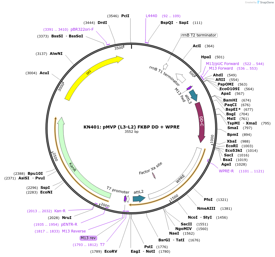 121792-plasmid-map-sequence-id-237294