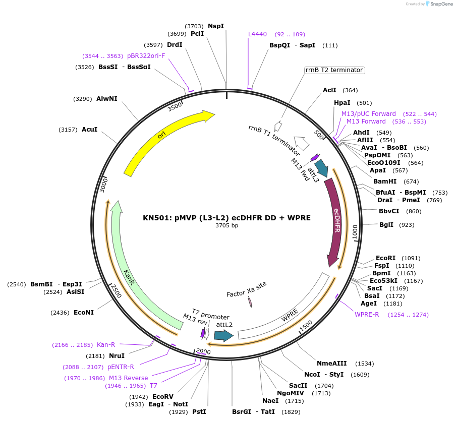 121793-plasmid-map-sequence-id-237295