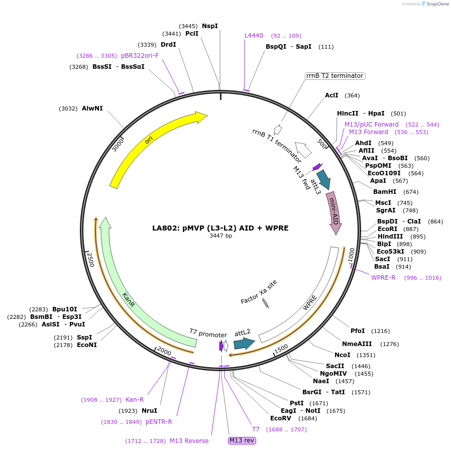 121794-plasmid-map-sequence-id-237296