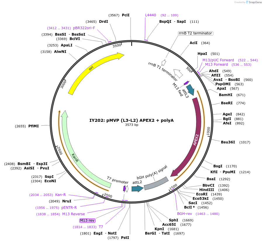 121796-plasmid-map-sequence-id-237300