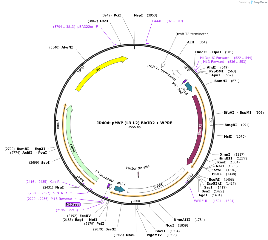121797-plasmid-map-sequence-id-237301