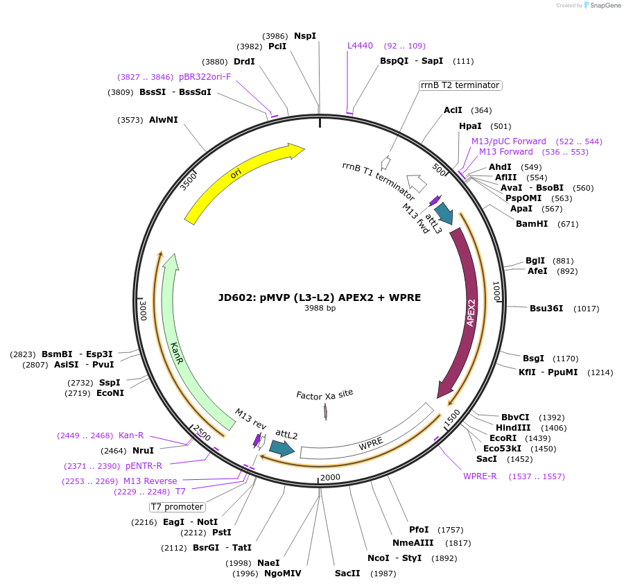 121798-plasmid-map-sequence-id-237302
