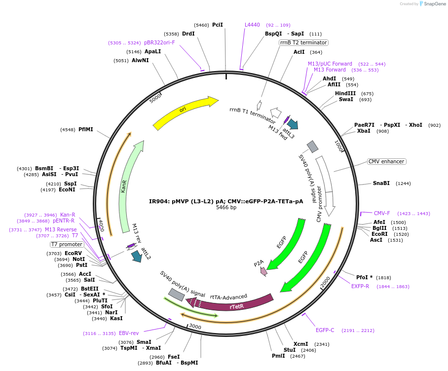 121799-plasmid-map-sequence-id-237303