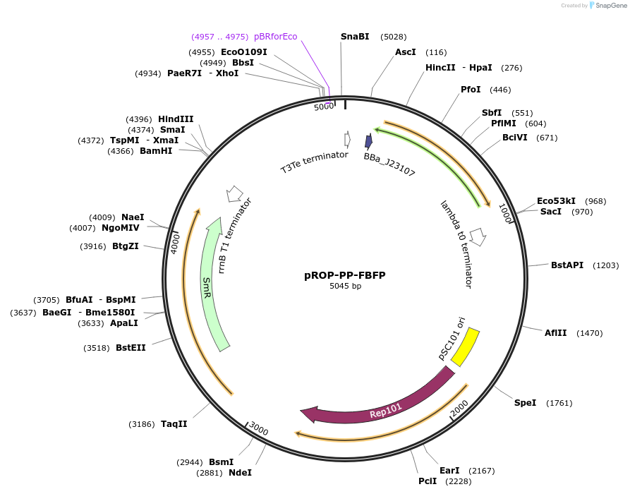 122137-plasmid-map-sequence-id-237305