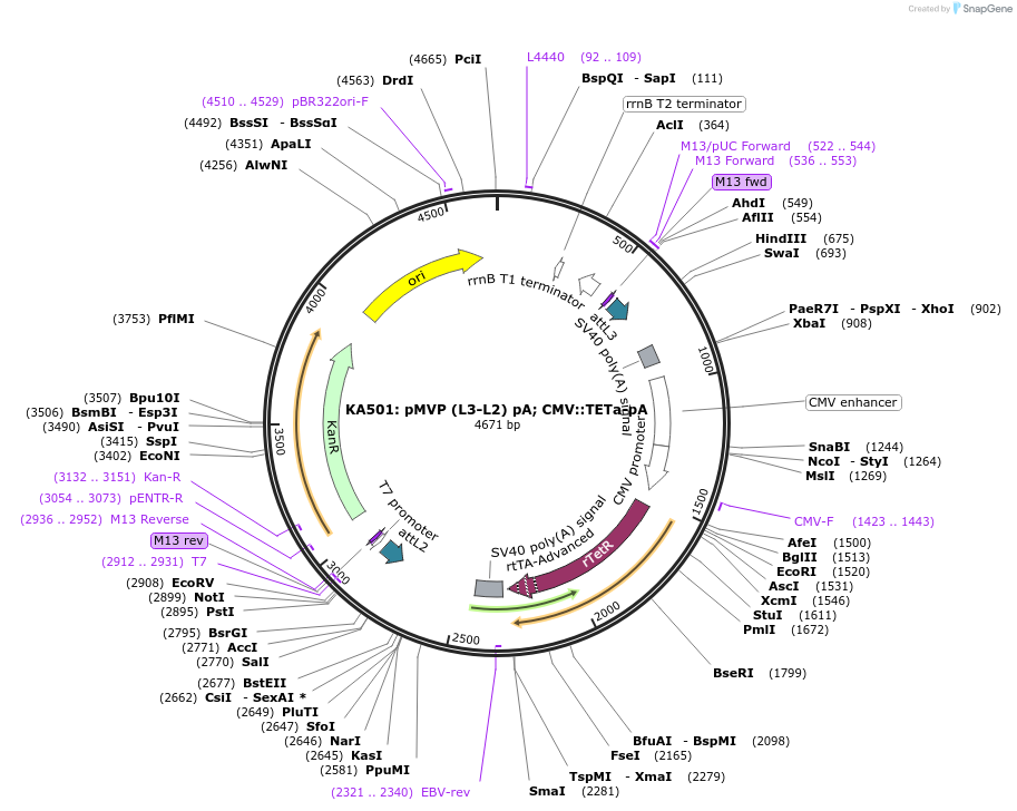 121801-plasmid-map-sequence-id-237309