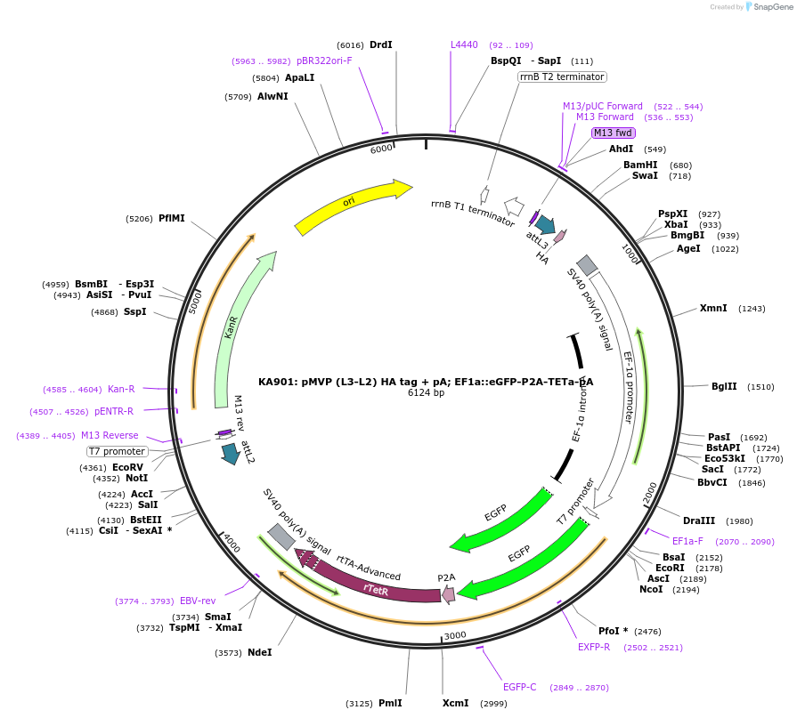 121804-plasmid-map-sequence-id-237313