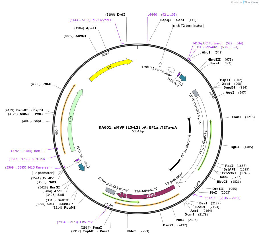 121805-plasmid-map-sequence-id-237314