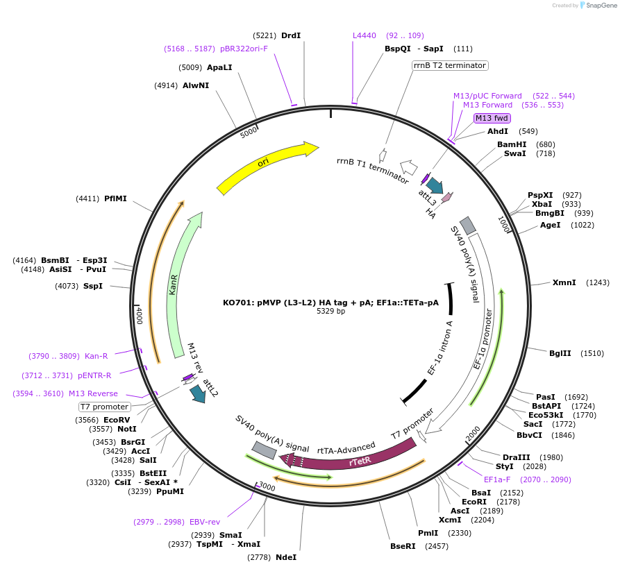 121806-plasmid-map-sequence-id-237315