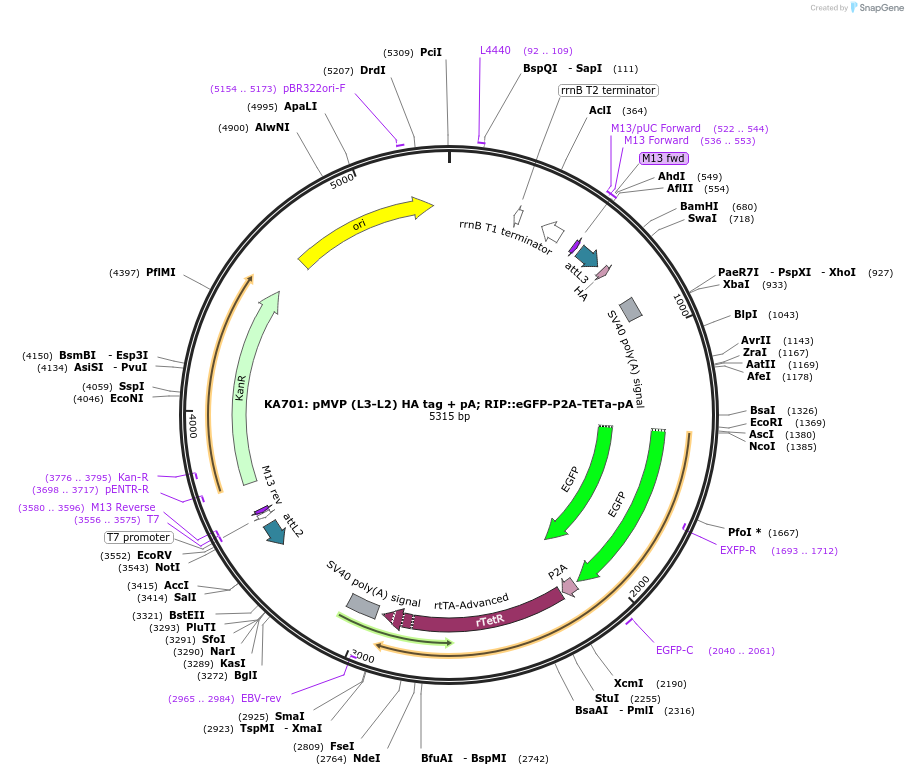 121808-plasmid-map-sequence-id-237328