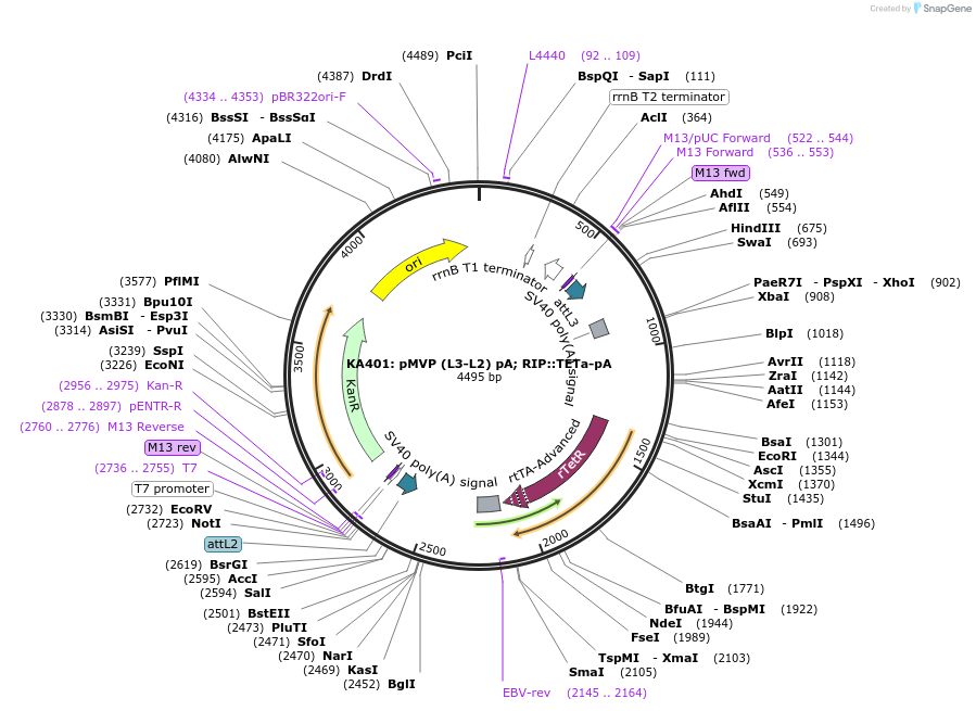 121809-plasmid-map-sequence-id-237336