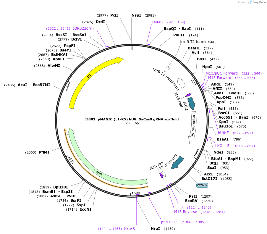 121812-plasmid-map-sequence-id-237358