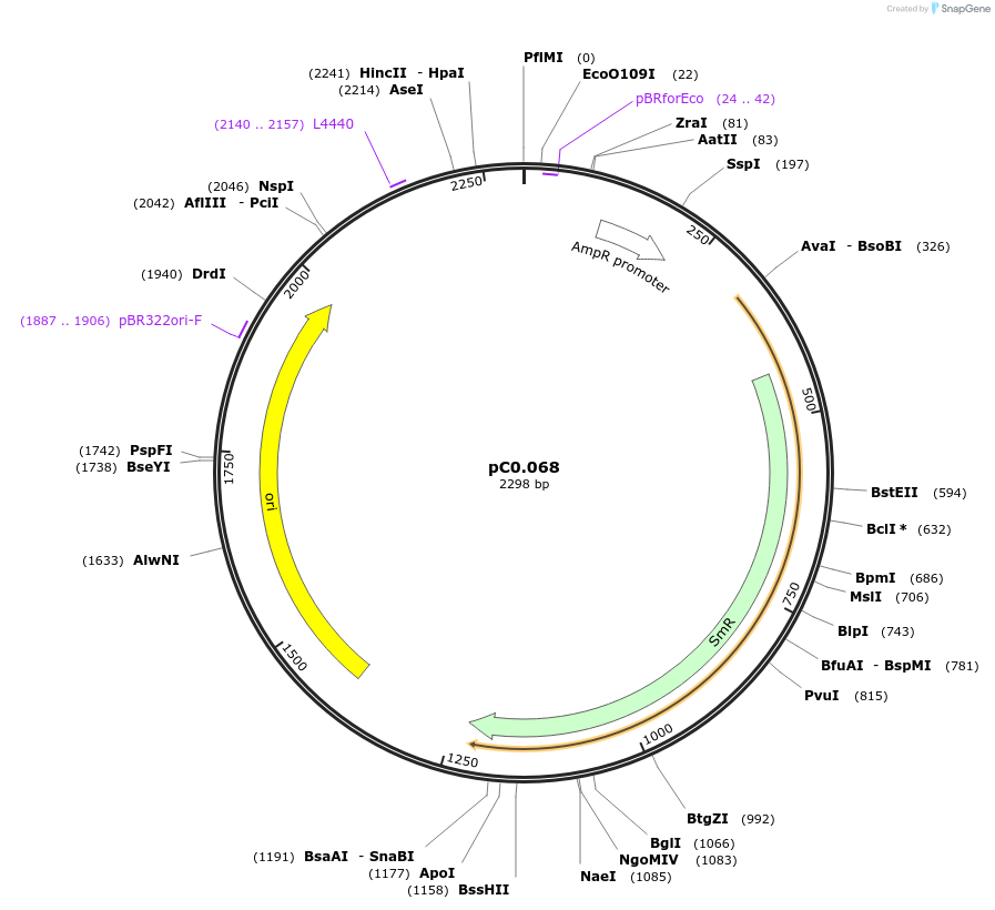 119658-plasmid-map-sequence-id-237363